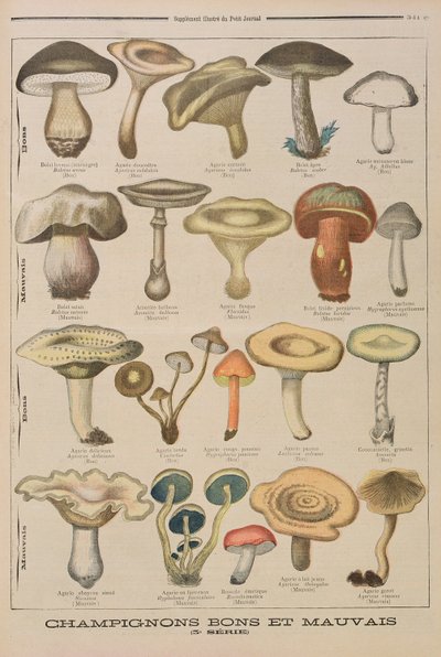 Good and Bad Mushrooms, Illustration from the Illustrated Supplement of Le Petit Journal, 26th October, 1896 by French School